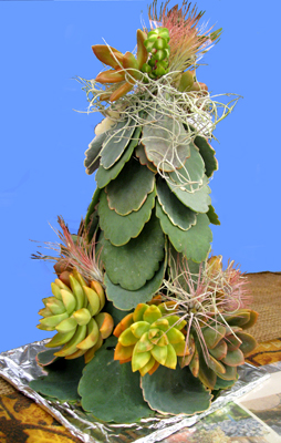 Cactus And Succulent Society Of Hawaii